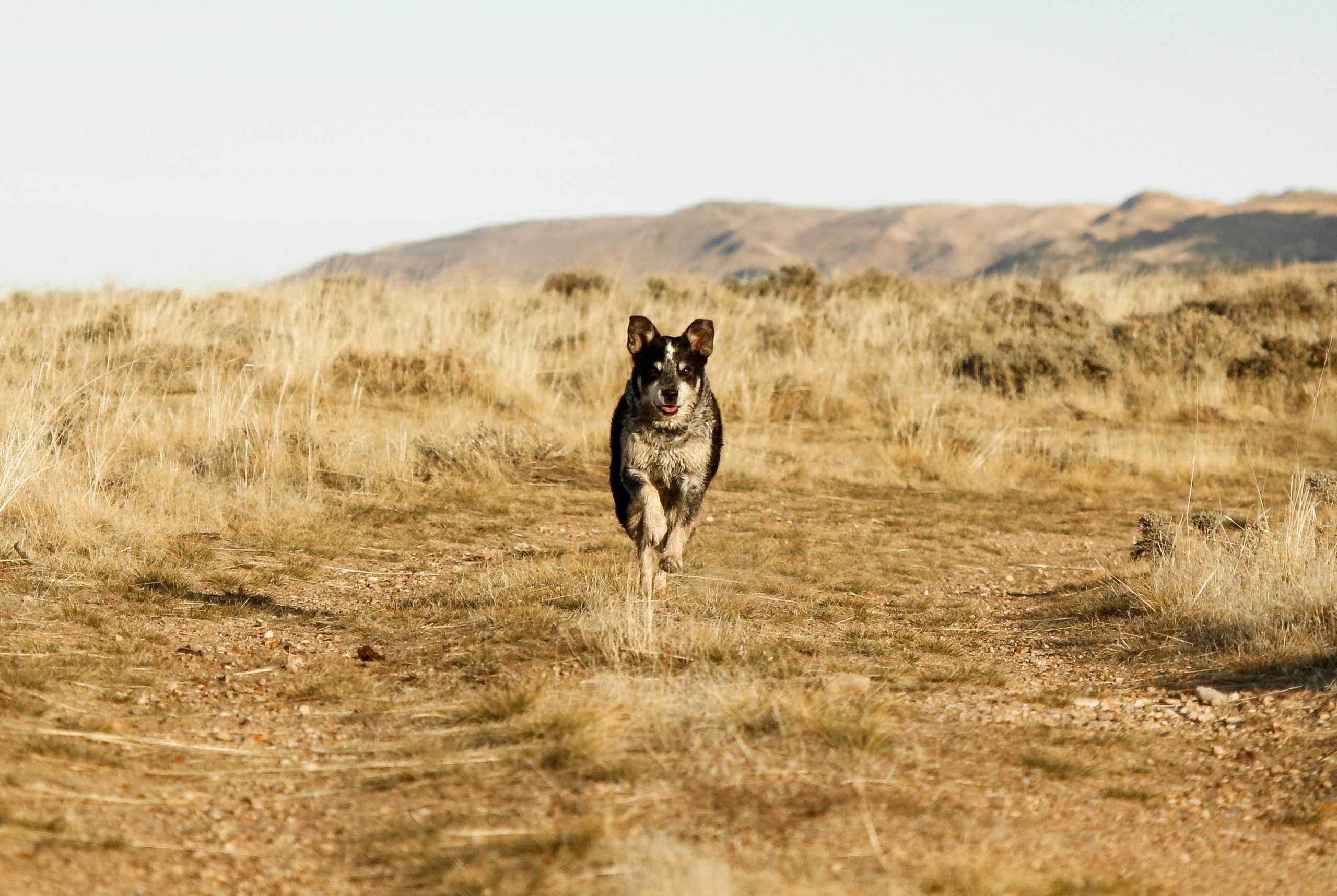 best dog food for blue heelers