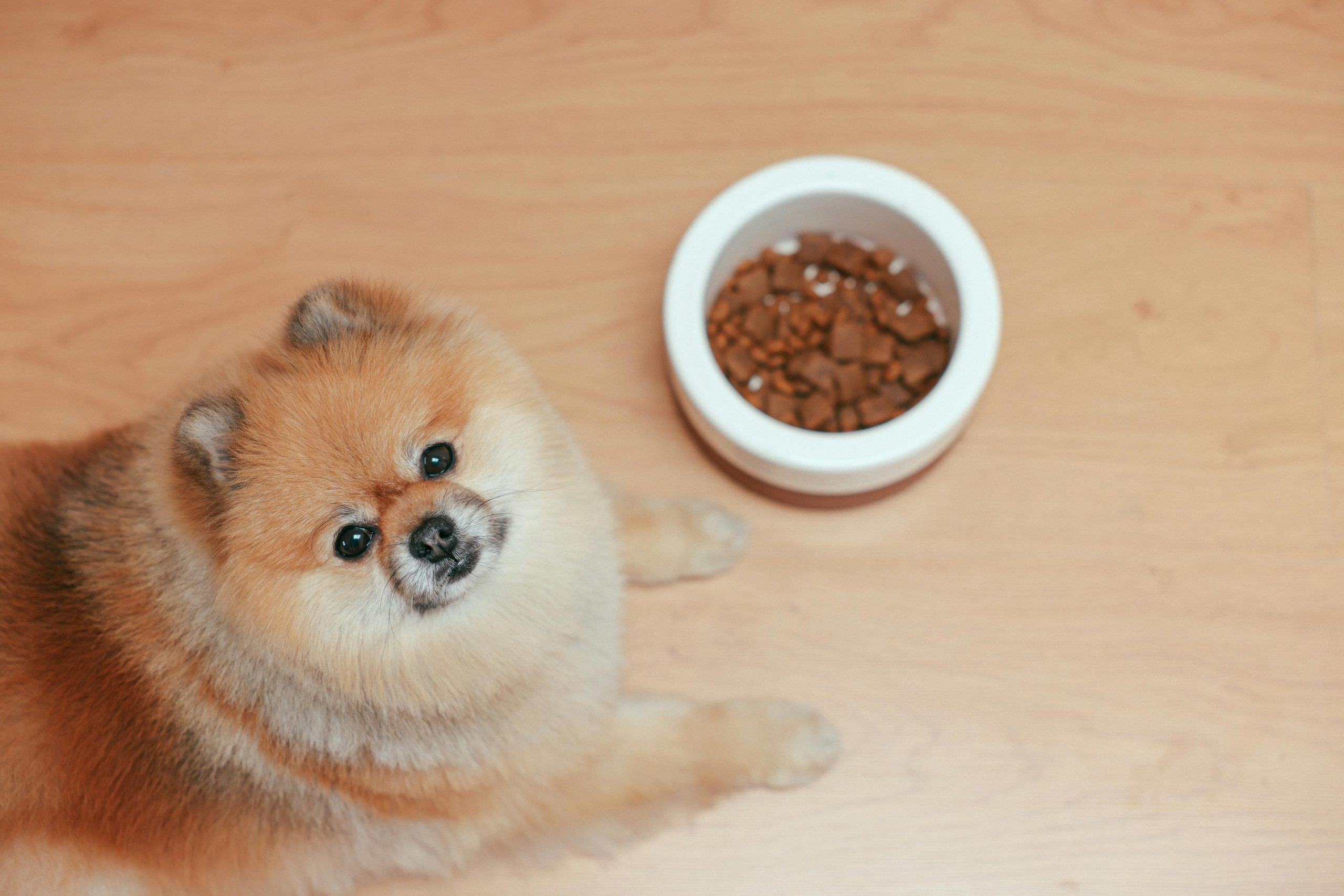 main image for the best dog food for pomeranians