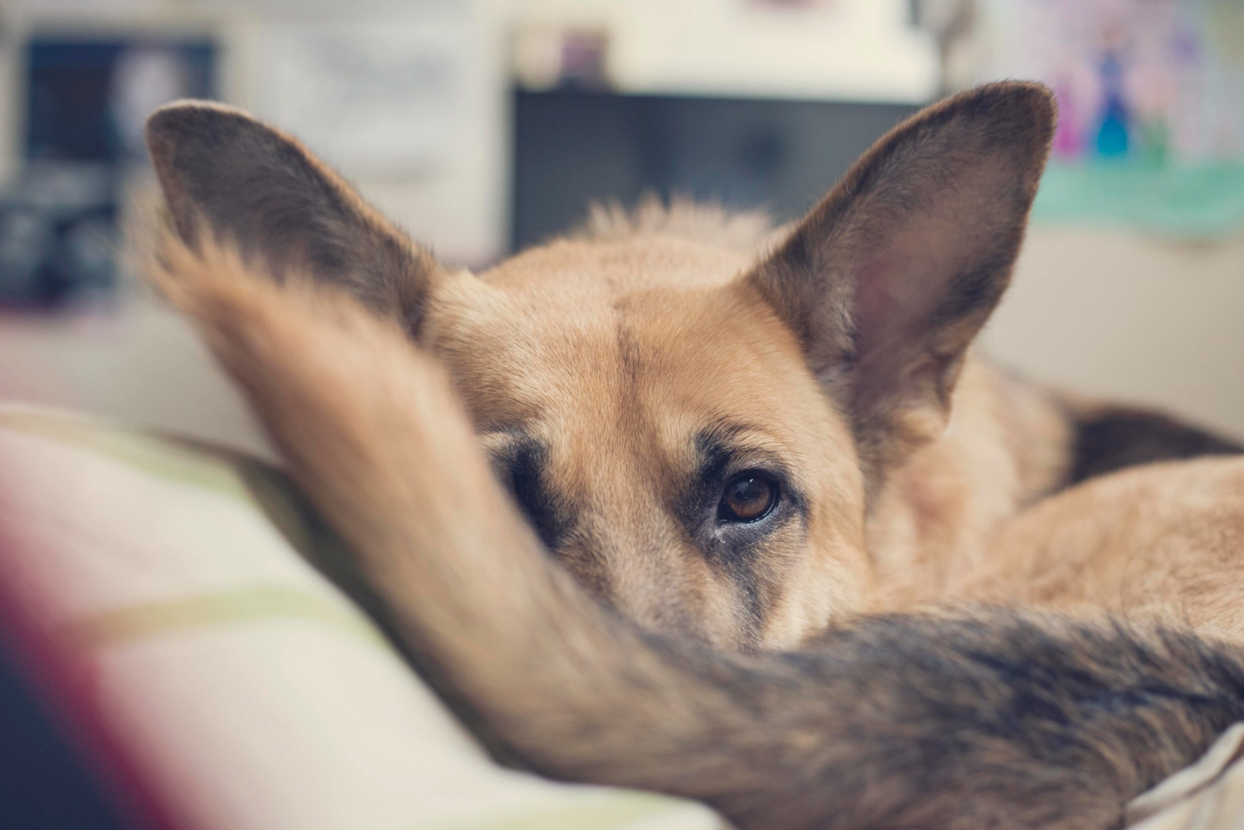 main image for the best dog bed for german shepherd in 2024