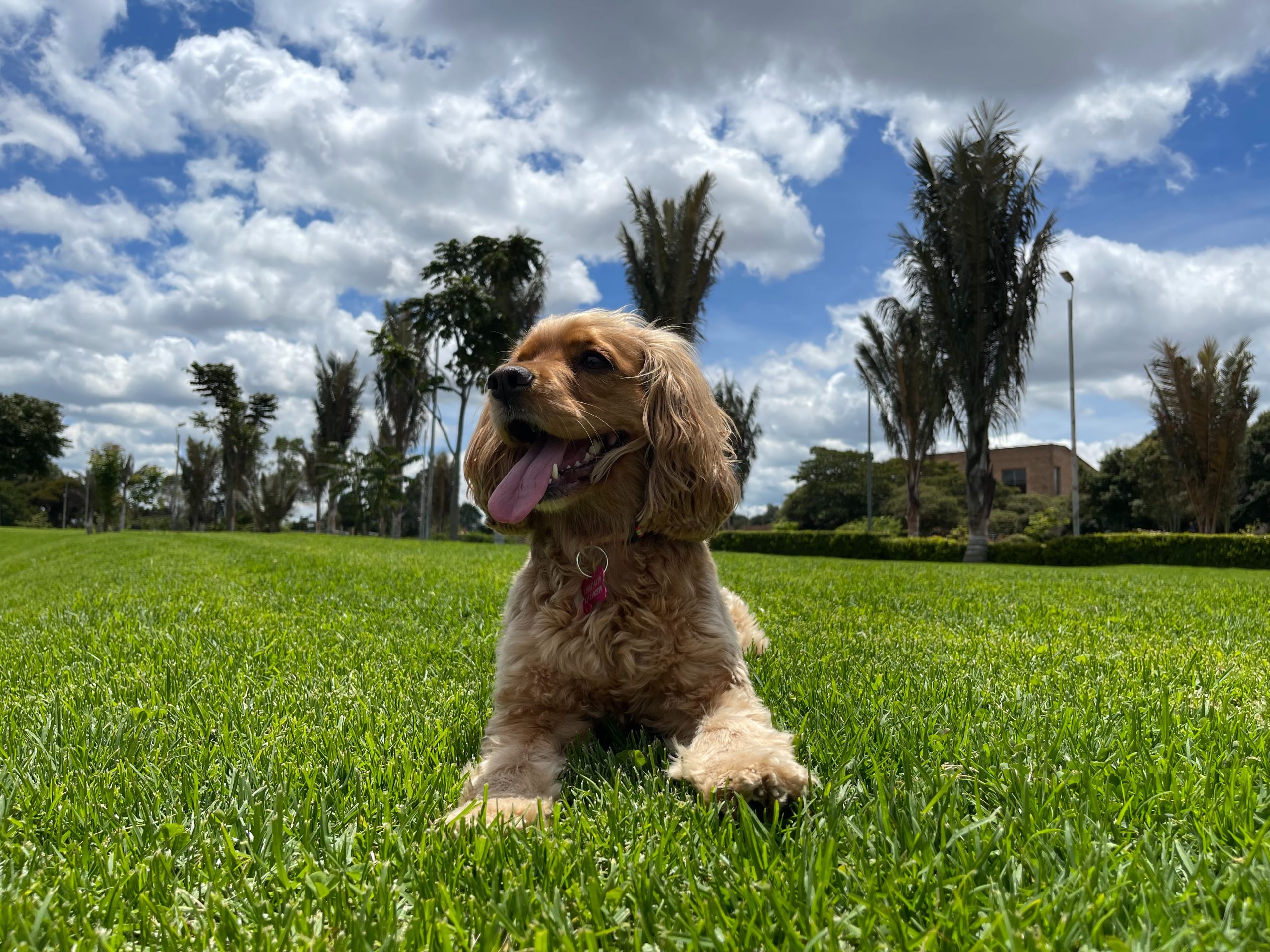 best dog food for cocker spaniels