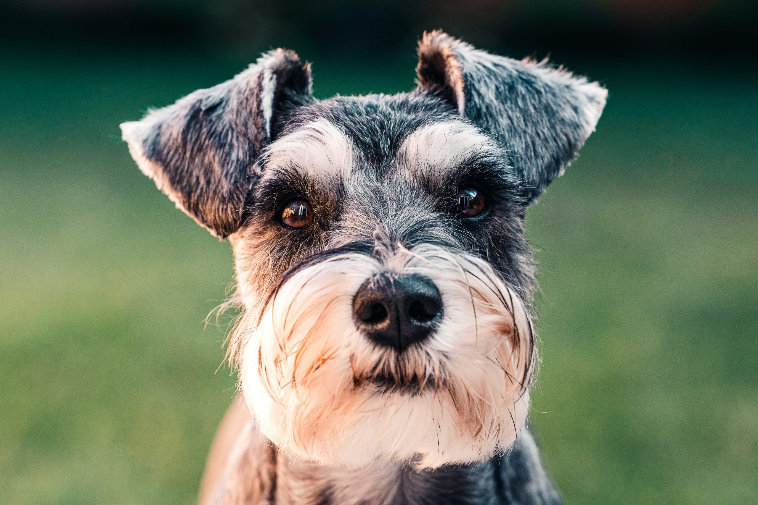 main image for the best dog food for miniature schnauzers