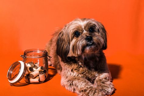 best dog treats with ibd