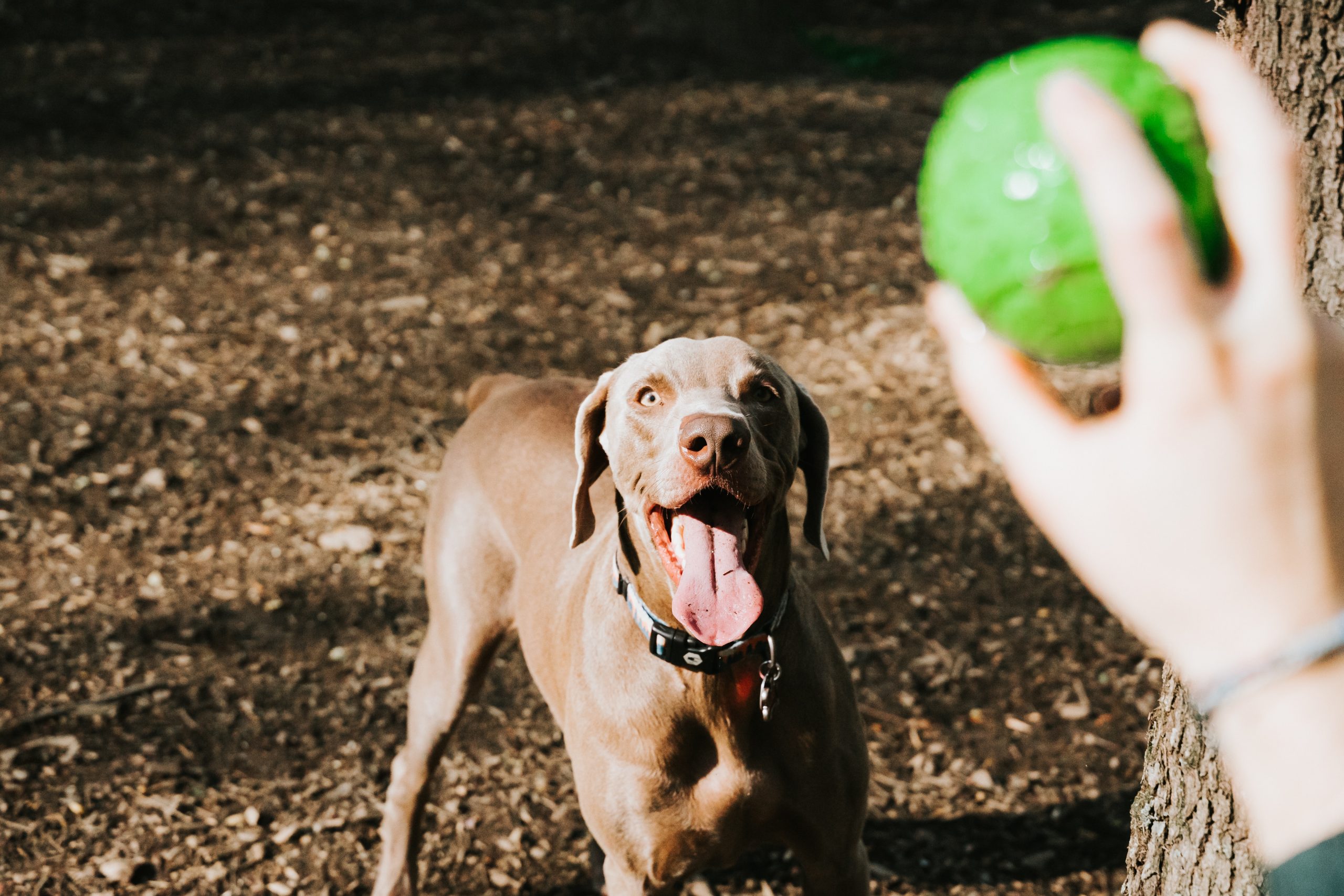 best dog food for weimaraners