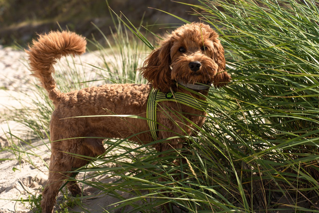 main image for the best dog food for maltipoo in 2024