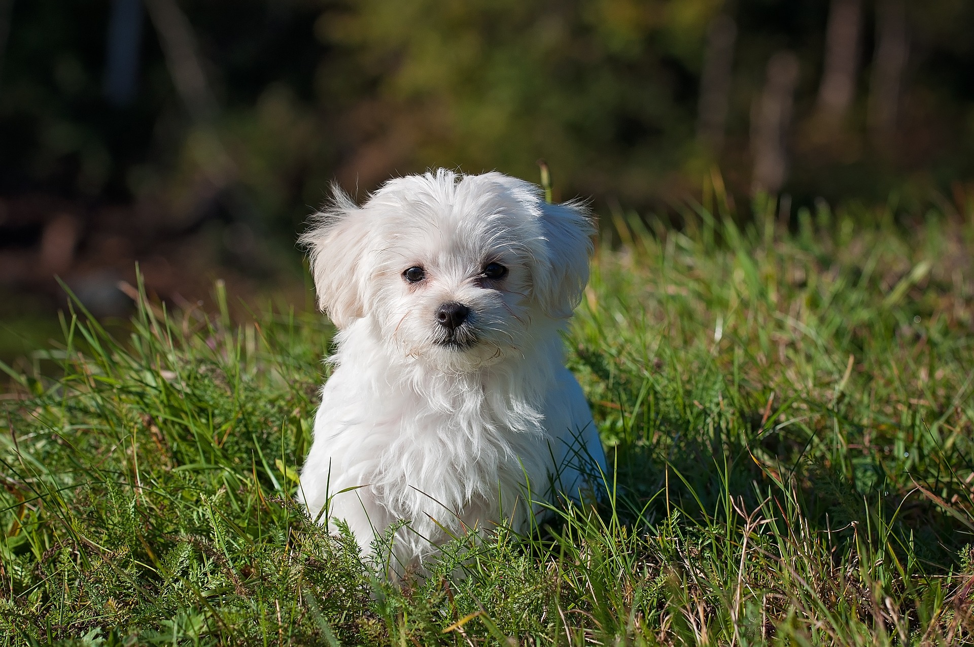 best dog food for small dogs