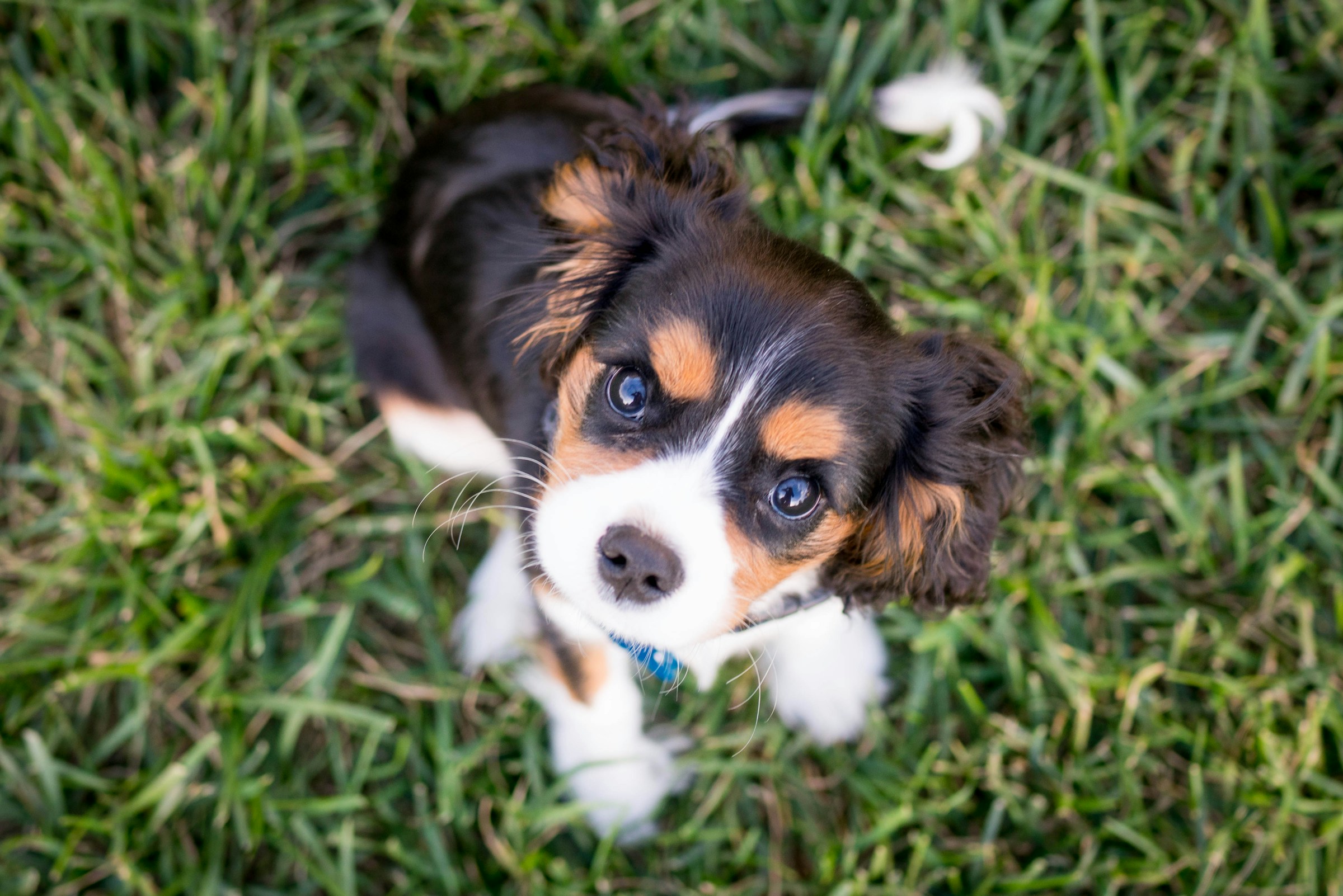 best food for puppy with sensitive stomach