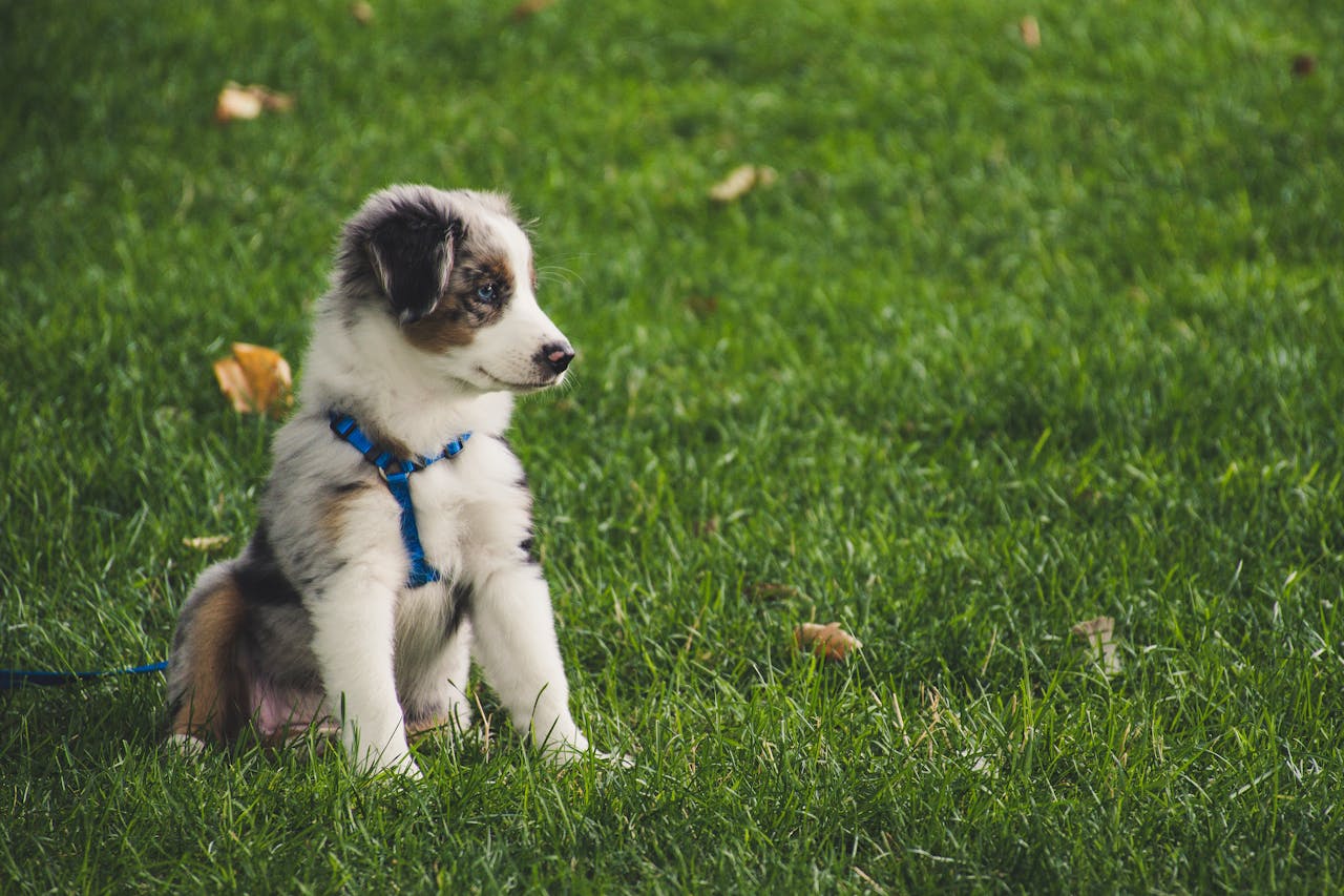 best food for puppy with sensitive stomach