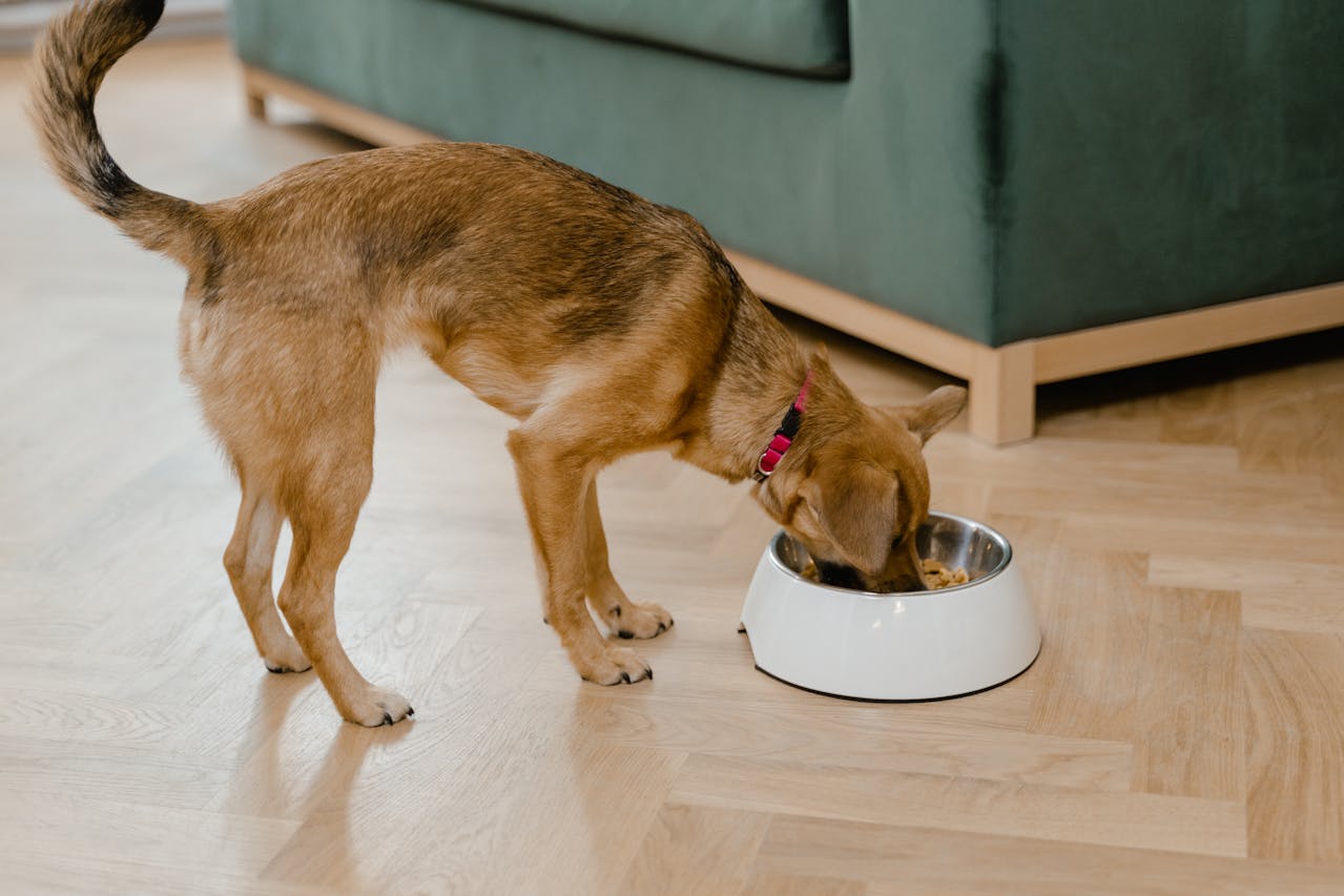 best wet dog food for sensitive stomach