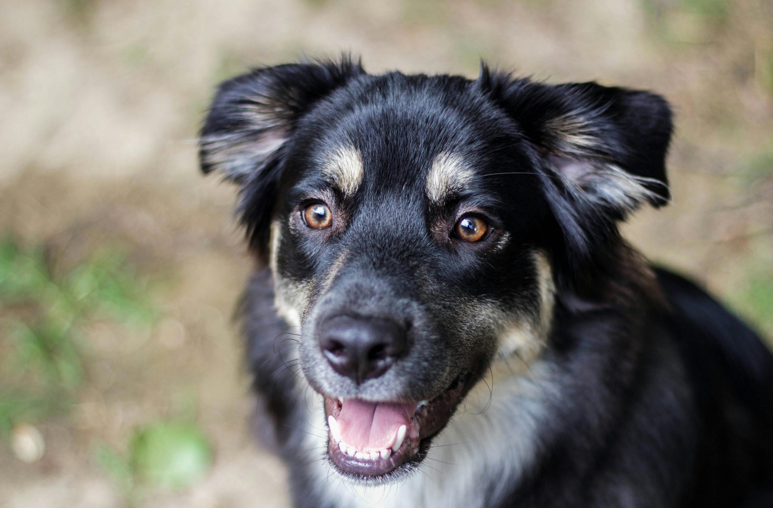 best dog food for german shepherd puppies