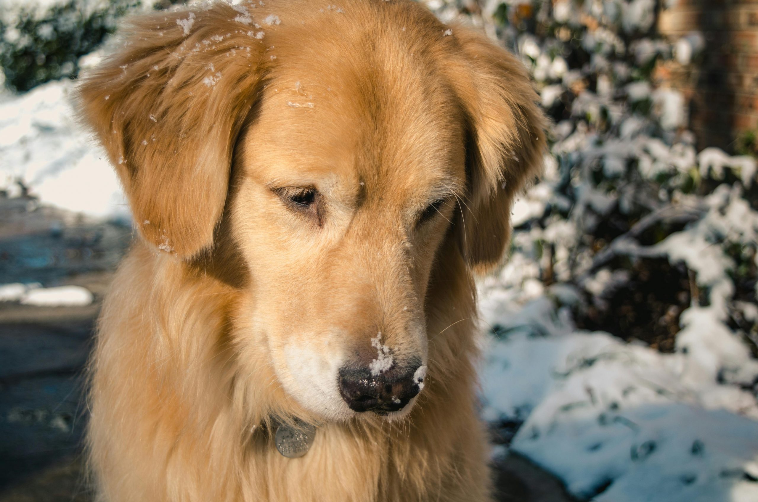 main image for the best dog food for golden retriever puppy in 2024