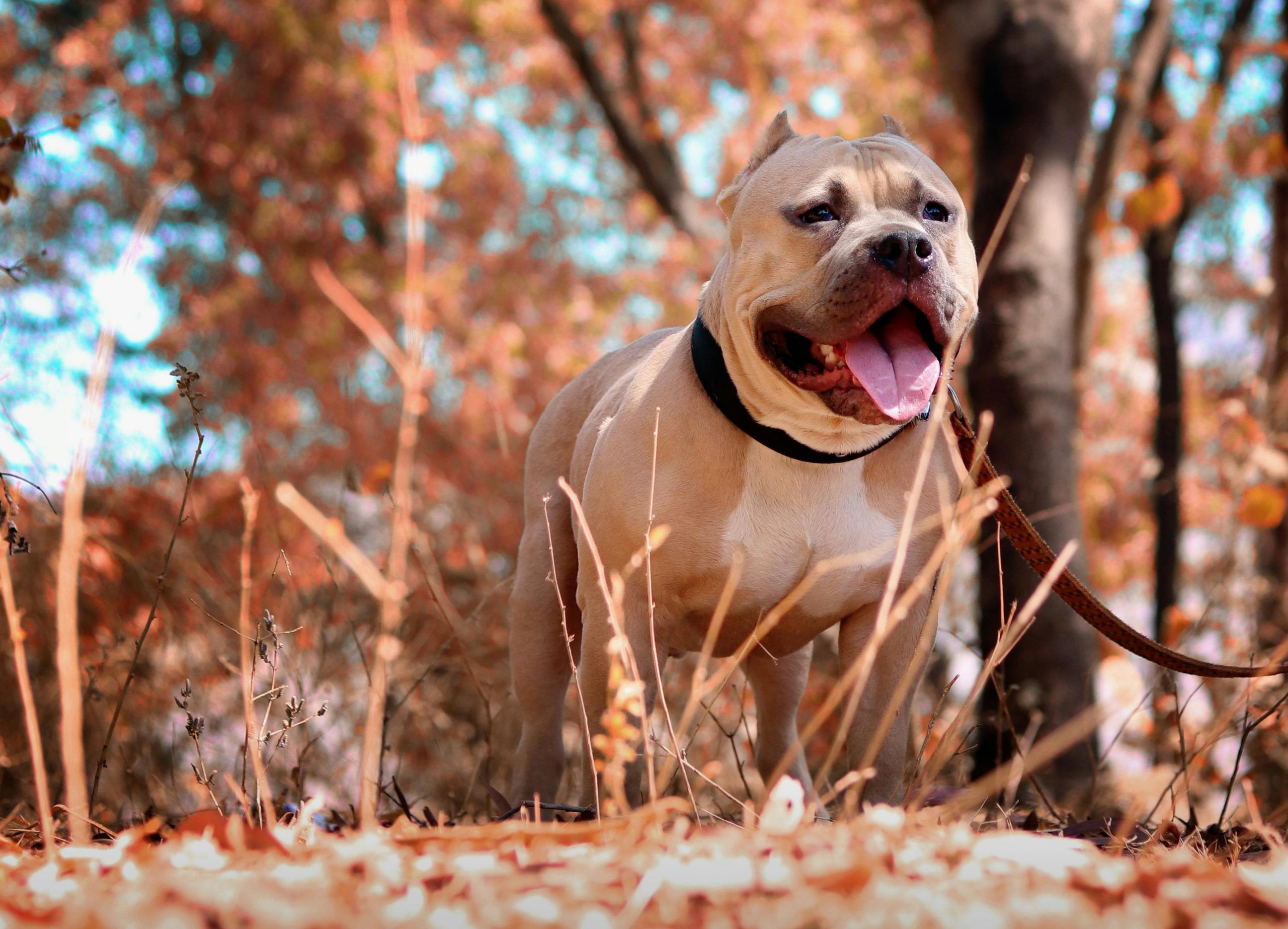 best dog food for pitbulls