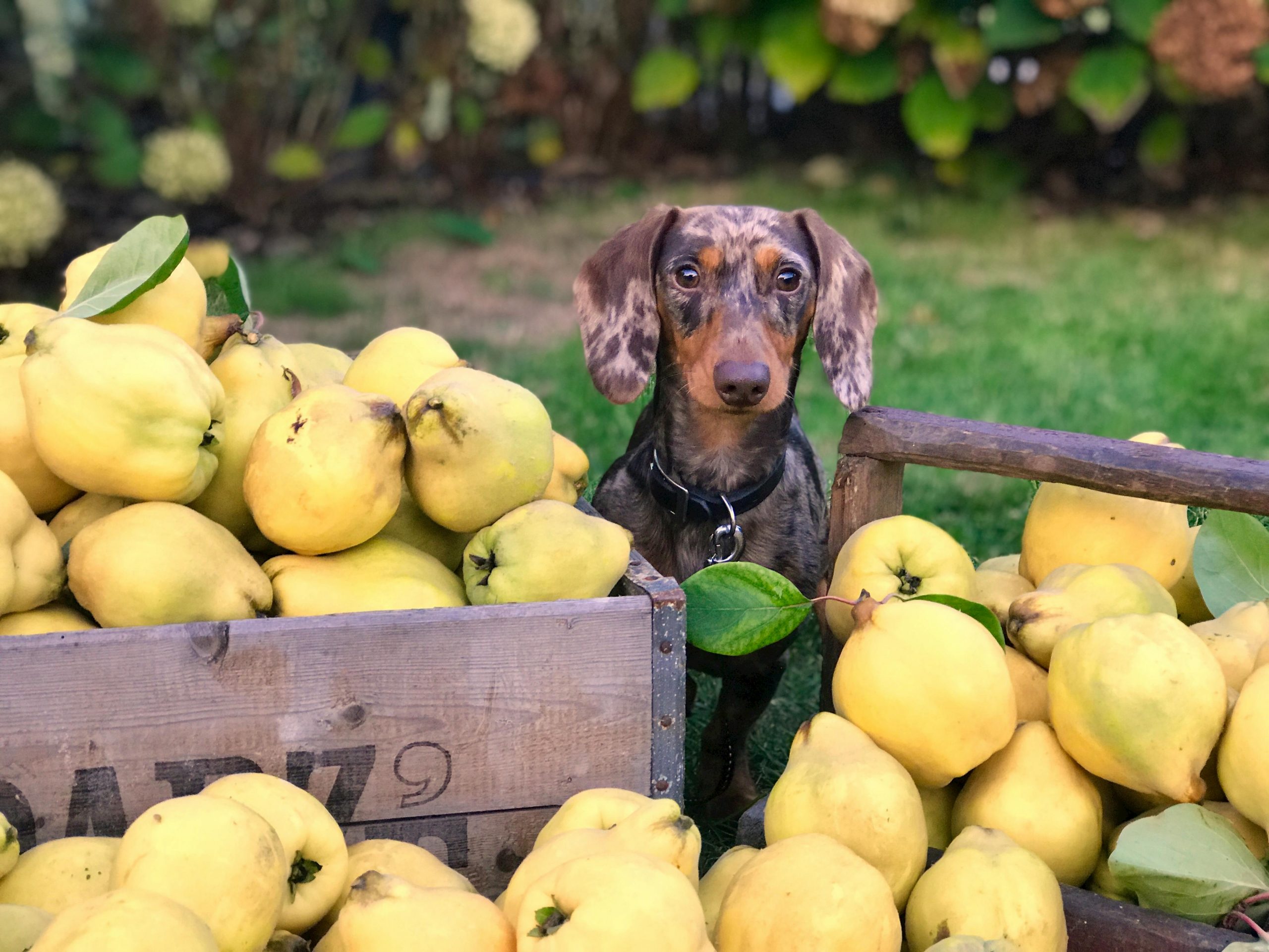 best limited-ingredient dog food