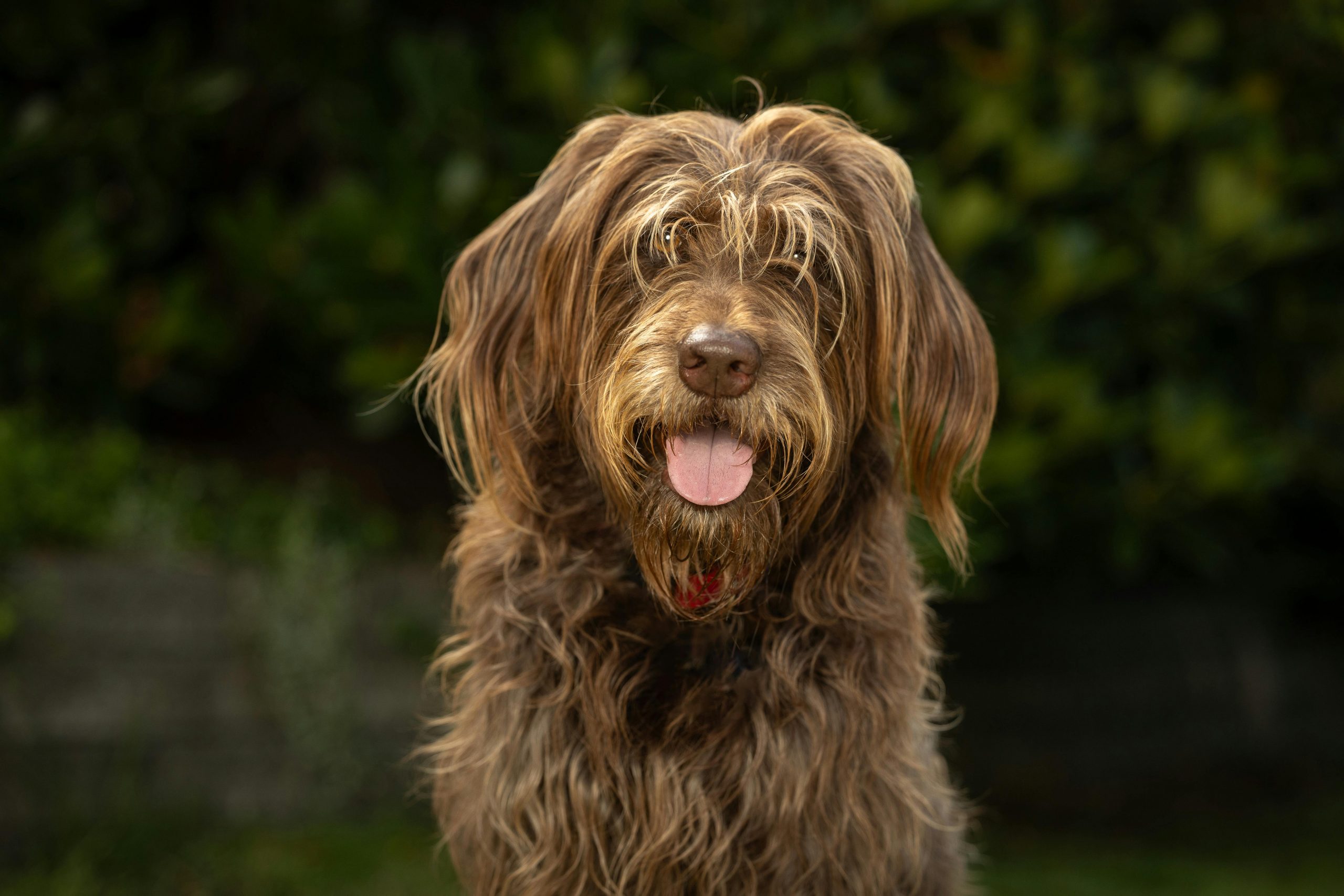 main image for the best dog food for labradoodles in 2024