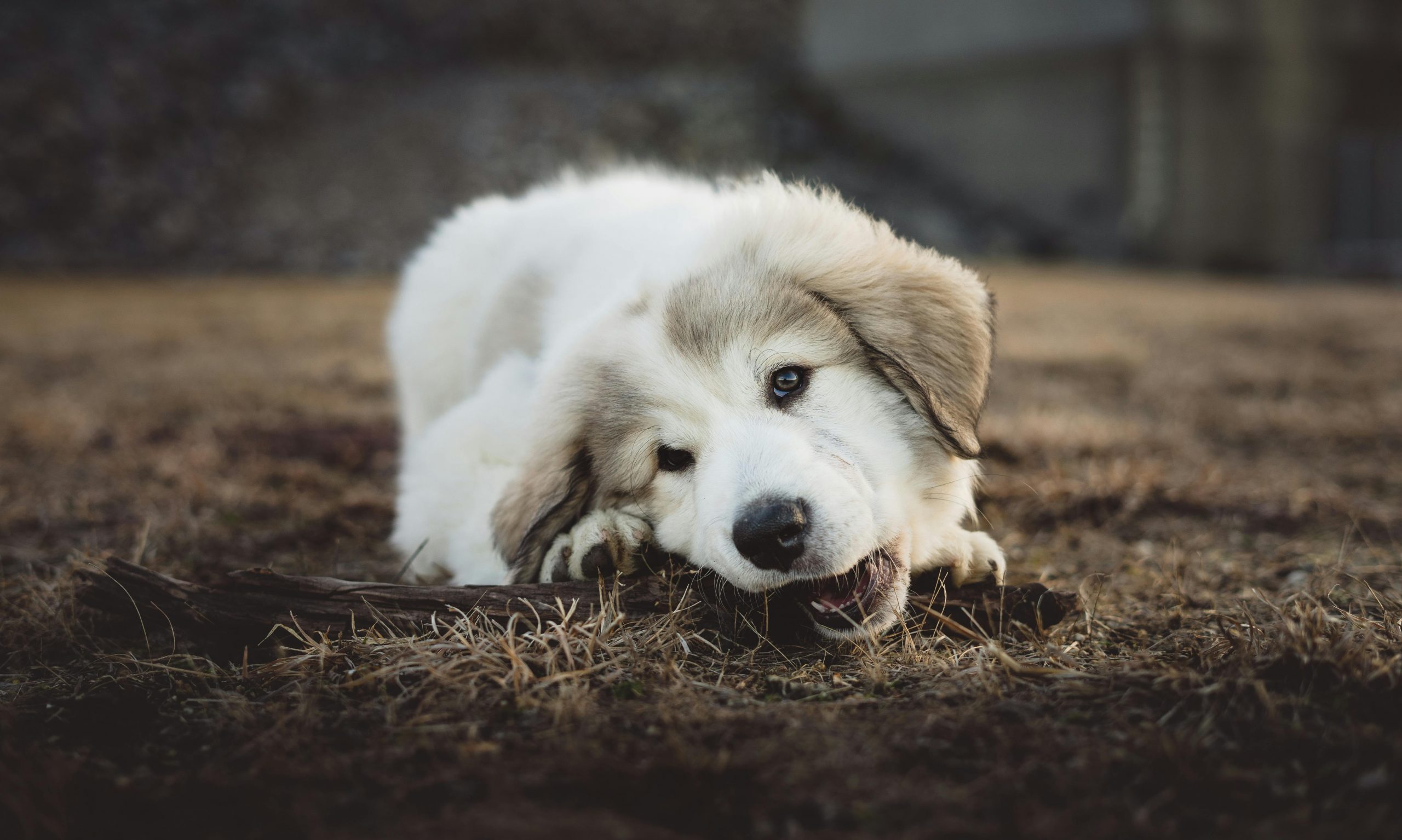 main image for the best dental sticks for dogs in 2024