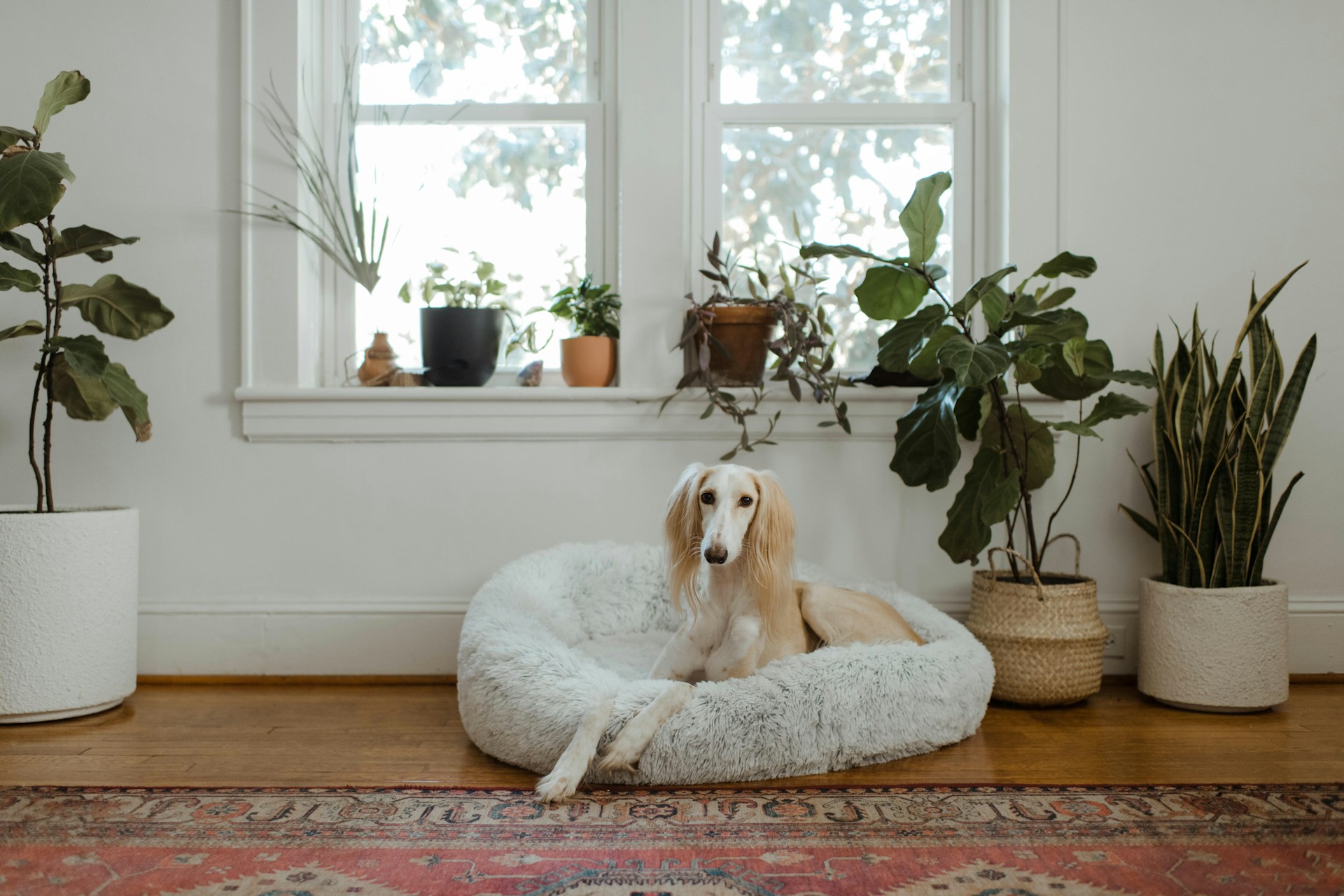 main image for the best orthopedic dog bed in 2024