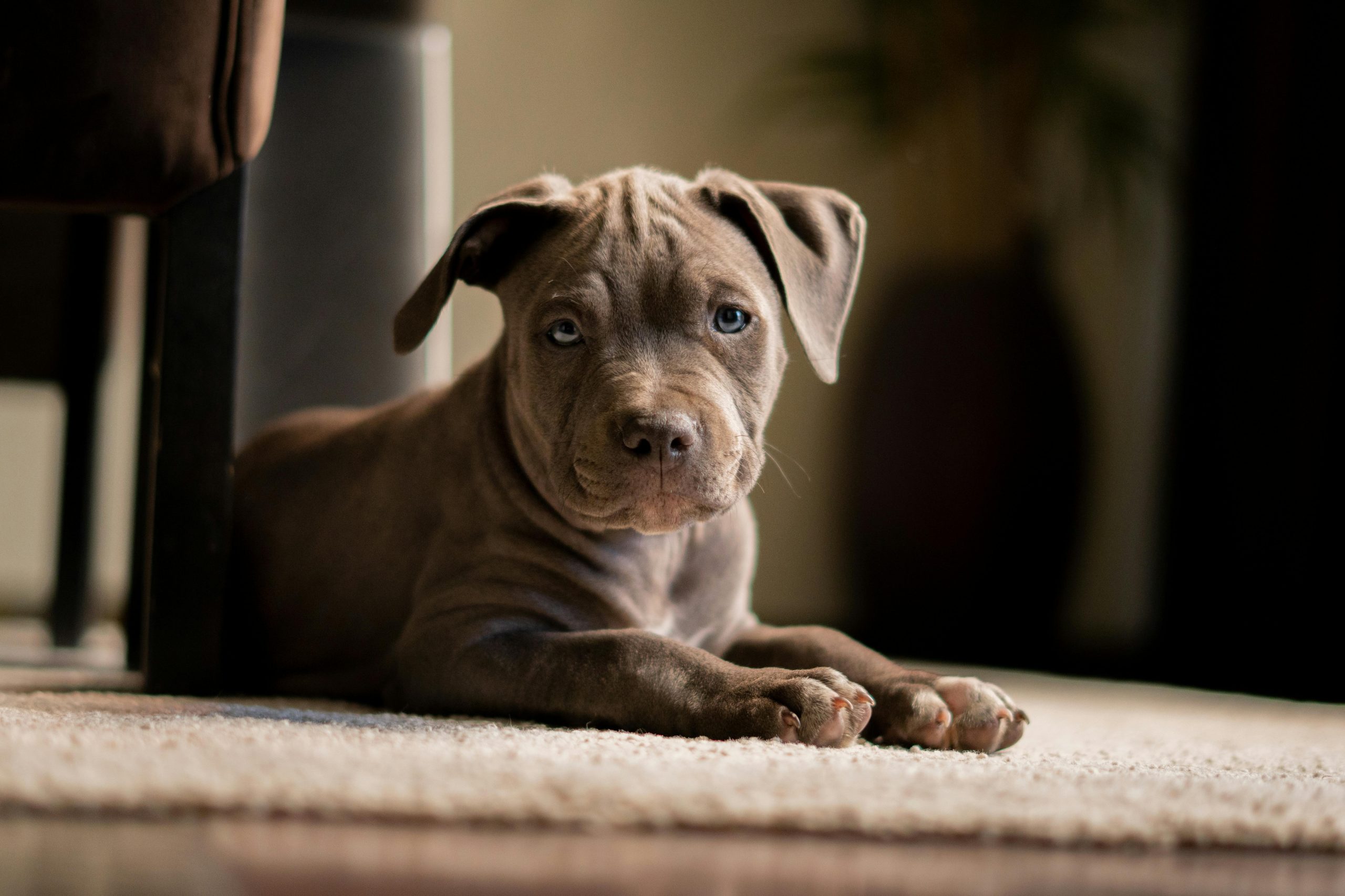 best dog food for pitbull puppies