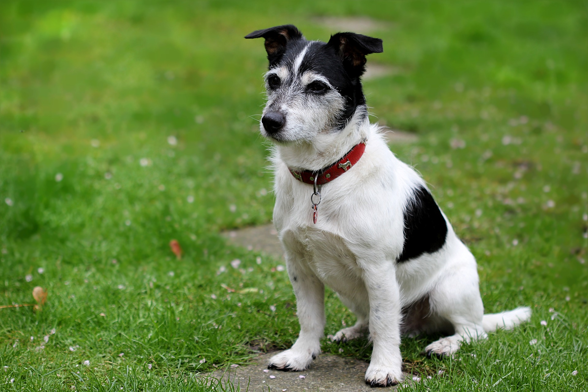 main image for the best dog food for jack russell in 2024