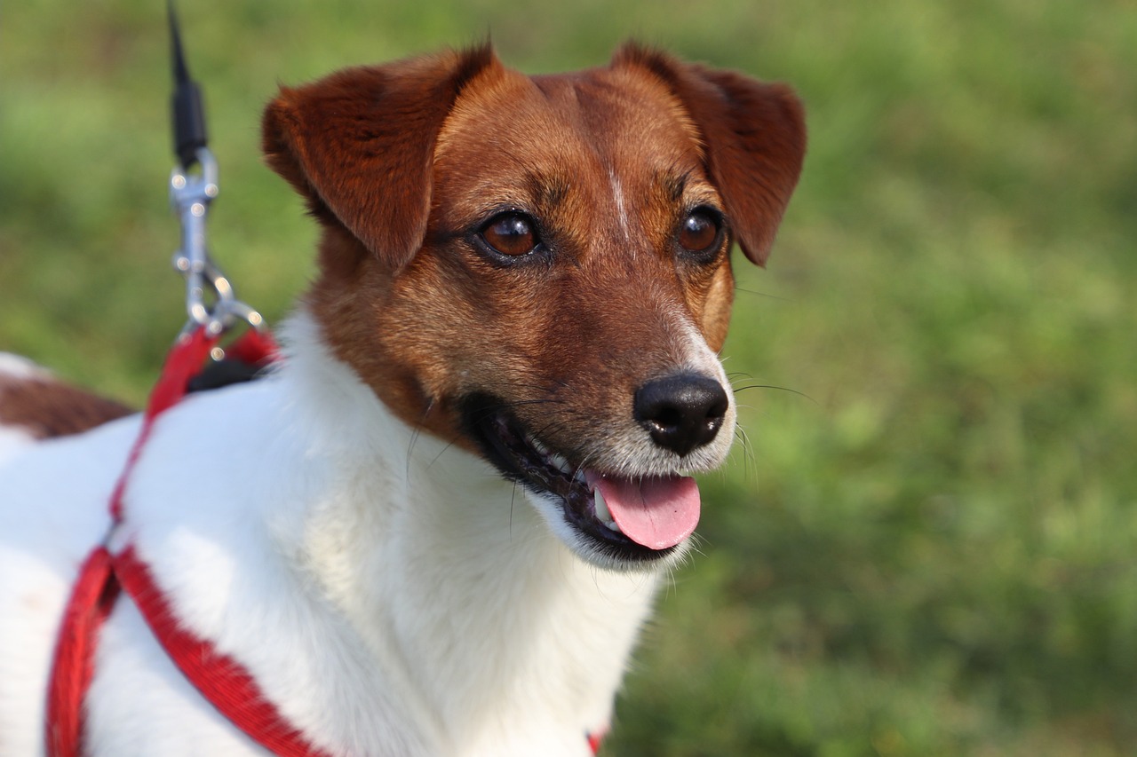 best dog food for jack russell