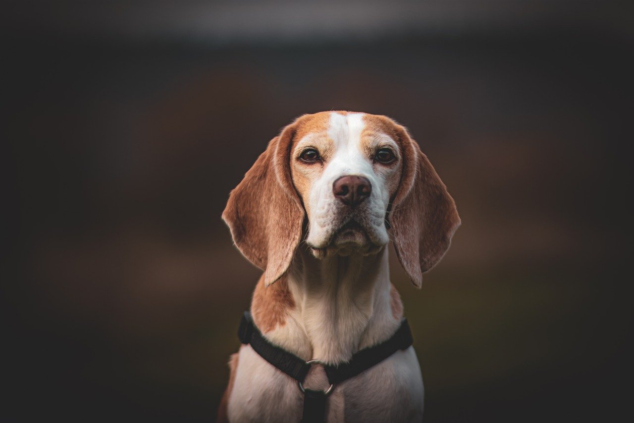 main image for the best dog food for beagles in 2024