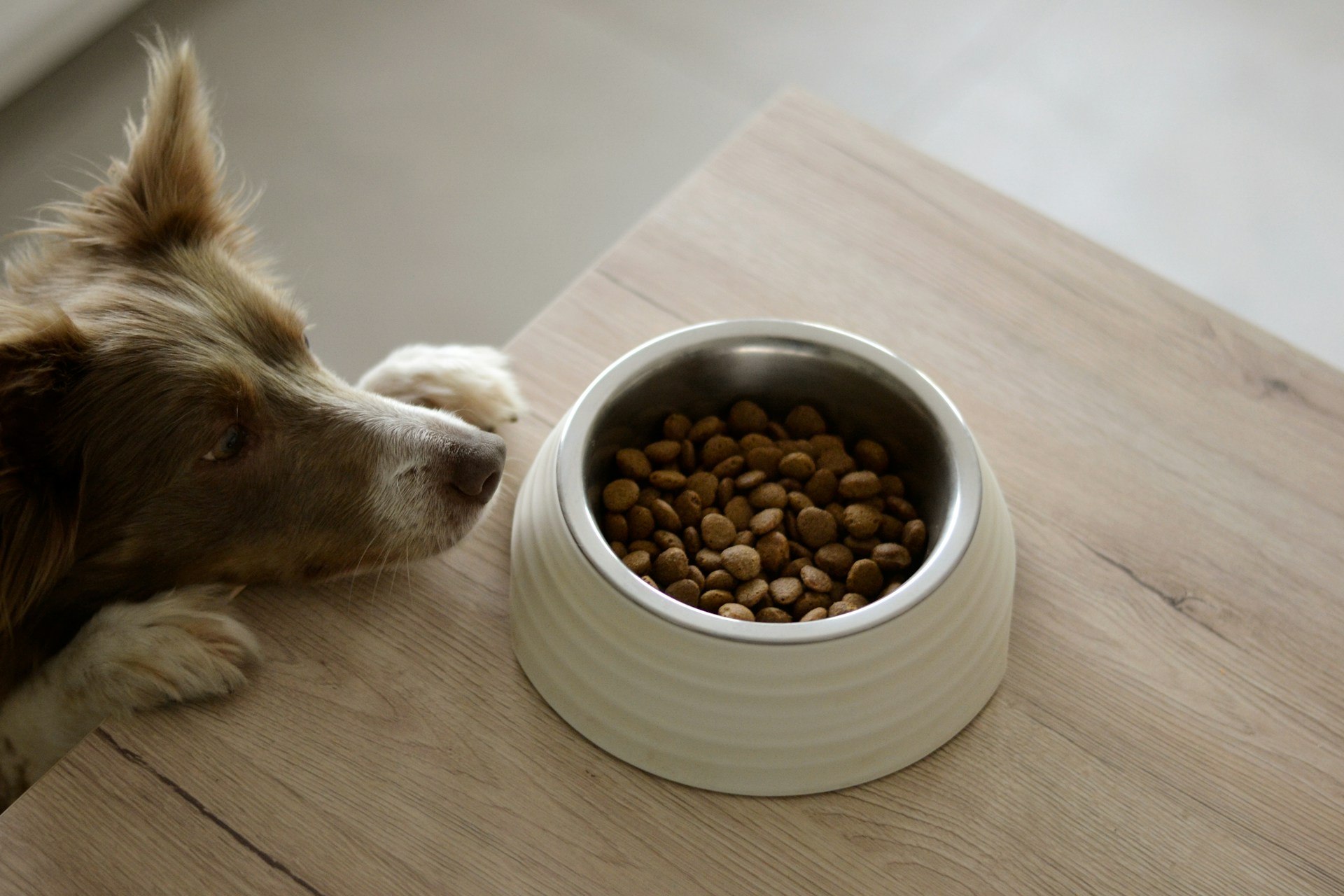 pedigree dog food review