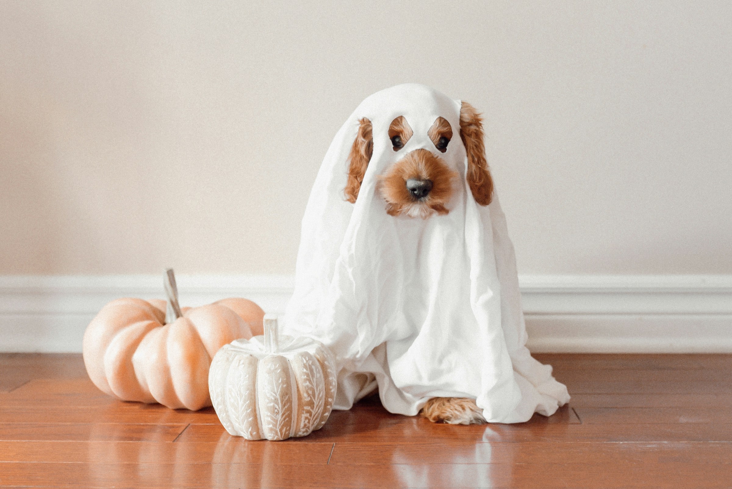 main image for the best dog costumes for halloween 2024